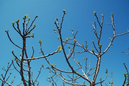 bourgeons